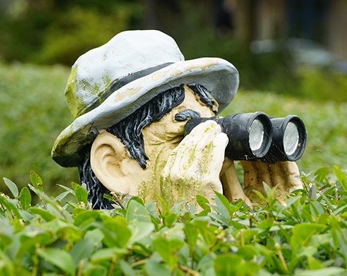 Man with binoculars watching from grass