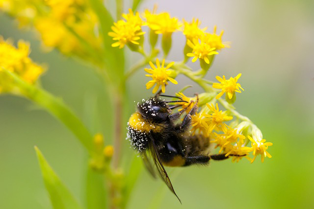 Bumblebee on Goldenrod in the September Garden