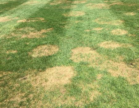 Brown patch in tall  fescue  