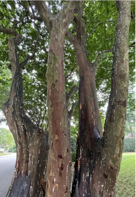 Crepe myrtle tree bark infected with crepe myrtle bark scale insects which appear as small white felt-like structures on the bark and limbs