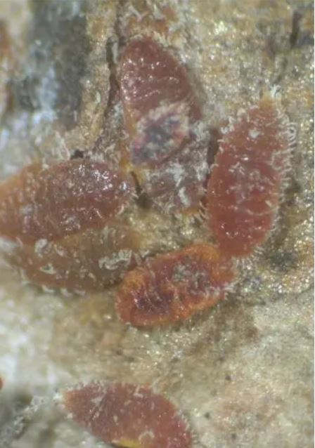 Nymph crawlers of Crepe Myrtle Bask Scale