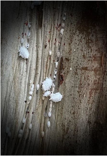 Fluffy white bodies of Crepe Myrtle Bark Scale